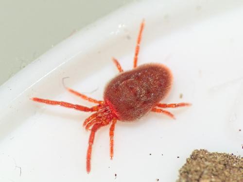 Réf. 337 317 : Allothrombium sp.